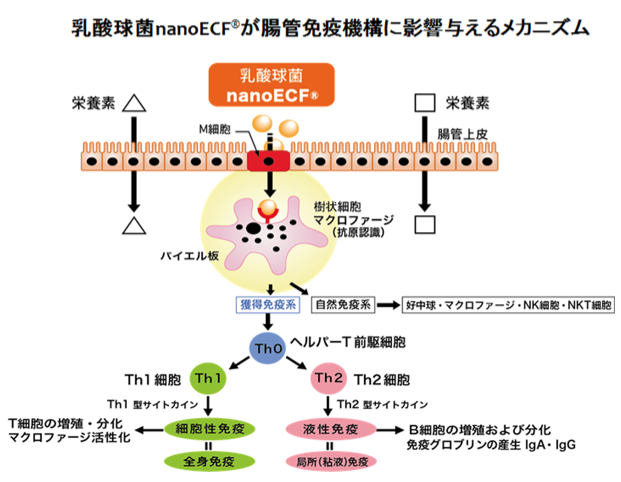 今 大人気の乳酸菌 株式会社ファイトケミカル ラボ